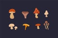 A set of illustrations with forest mushrooms. Vector drawing with Mushrooms. A collection of edible and toxic mushrooms