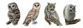 Set of illustrations with forest owls, hand drawn watercolor Royalty Free Stock Photo