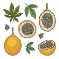 A set of illustrations of granadilla fruits with leaves in different types. Color drawings are isolated on a white background. Royalty Free Stock Photo