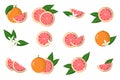 Set of illustrations with grapefruit exotic citrus fruits, flowers and leaves isolated on a white background Royalty Free Stock Photo