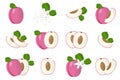 Set of illustrations with Icaco exotic fruits, flowers and leaves isolated on a white background Royalty Free Stock Photo