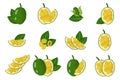 Set of illustrations with Jackfruit exotic fruits, flowers and leaves isolated on a white background