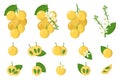 Set of illustrations with Langsat exotic fruits, flowers and leaves isolated on a white background