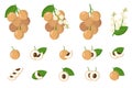 Set of illustrations with Longan exotic fruits, flowers and leaves isolated on a white background