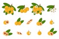 Set of illustrations with Loquat exotic fruits, flowers and leaves isolated on a white background