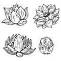 Set of Illustrations of lotus flower in engraving style. Design element for emblem, sign, poster, card, banner, flyer. Royalty Free Stock Photo