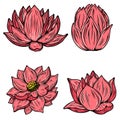 Set of illustrations of lotus flower in engraving style. Design element for poster, card, banner, sign. Royalty Free Stock Photo