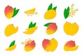 Set of illustrations with Mango exotic fruits, flowers and leaves isolated on a white background