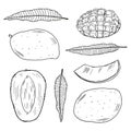 A set of illustrations of mango fruits in different types and leaves of the mango tree. Black outline on a white