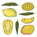 A set of illustrations of mango fruits in different types and leaves of the mango tree. Color drawings are isolated on a
