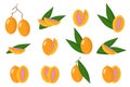 Set of illustrations with Maprang exotic fruits, flowers and leaves isolated on a white background