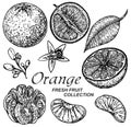 Set of illustrations with Orange in engraving style Royalty Free Stock Photo