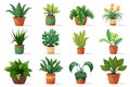 Set of illustrations of plants in a pot on a white background. Cartoon flat various indoor decorative potted plants for