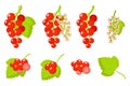 Set of illustrations with Redcurrant exotic fruits, flowers and leaves isolated on a white background