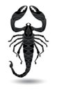 Stained glass illustration with  a black Scorpion  , isolated on white background Royalty Free Stock Photo