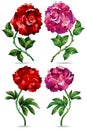 Set of illustrations in a stained glass style with bright peony and rose flowers, isolated on a white background