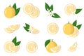 Set of illustrations with sweetie exotic citrus fruits, flowers and leaves isolated on a white background