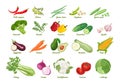 Set of illustrations of vector vegetables in cartoon flat style. Royalty Free Stock Photo