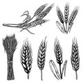 Set of illustrations of wheat spikelets in engraving style. Design element for poster, card, banner, sign.