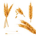 Set of illustrations of wheat spikelets, grains, sheaves of wheat isolated on white background.