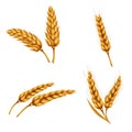 Set of illustrations of wheat spikelets, grains, sheaves of wheat isolated on white background.