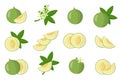 Set of illustrations with White sapote exotic fruits, flowers and leaves isolated on a white background