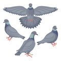 A set with the image of pigeons. Pigeons depicted from different angles. Collection of urban birds. Vector illustration