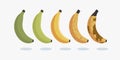 Set Images Bananas skin Varying Degrees maturity. the evolution progress of banana vector icon illustration Royalty Free Stock Photo