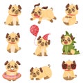 Set of images of cute pugs. Vector illustration on white background. Royalty Free Stock Photo