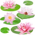 Set of images of delicate white water lilies on green leaves isolated on white background Royalty Free Stock Photo