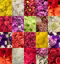 Set of images of different flowers Royalty Free Stock Photo