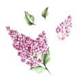 The set of images of flowers and leaves of lilac. Watercolor illustration.