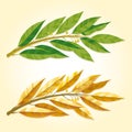 Set of images of Laurel branches