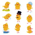 Set of images of little chickens. Vector illustration on white background. Royalty Free Stock Photo