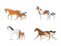 A set of images of a mare with foals