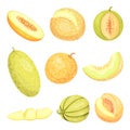 Set of images of melons. Vector illustration on white background. Royalty Free Stock Photo