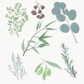Plants illustration