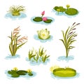 Set of images of water lily, reed, reed on water. Vector illustration on white background.