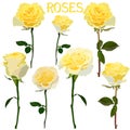 Set of images of yellow roses on a stem isolated on a white background