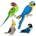 Set Indian ringed parrot ozherelovy, Masked Lovebird, corella,