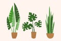 A set of indoor houseplants in pots. Monstera, Sansevieria and palm in brown clay pots. Isolated vector image