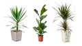 Set of indoor plants Royalty Free Stock Photo