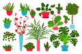 Set indoor plants and flowers in pots Royalty Free Stock Photo
