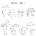 Set of inedible mushrooms with titles on white background. Hand drawn vector illustration collection. Royalty Free Stock Photo