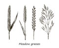 Set of ink drawing cereals, wild plants, field herbs, Detailed botanical illustration of wild cereals. Monochrome floral Royalty Free Stock Photo