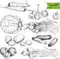 Set of ink drawing vegetables