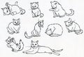 Set of ink drawn cats