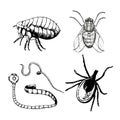 Set of ink drawn pests, worm, fly, flea, mite. Vector illustration.