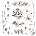 Set ink hand drawn sketch of larch branches with pinecones isolated on white background Good idea for vintage Merry Royalty Free Stock Photo
