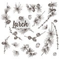 Set ink hand drawn sketch of larch branches with pinecones isolated on white background Good idea for vintage Merry Royalty Free Stock Photo